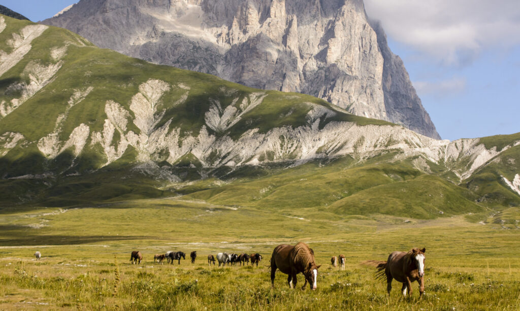 Wild Horses on Mountain Corno Grande in Campo Imperatore in Abruzzo