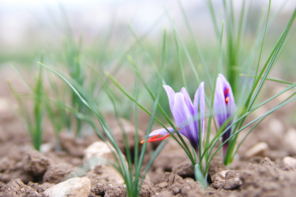 Saffron from Navelli in Abruzzo