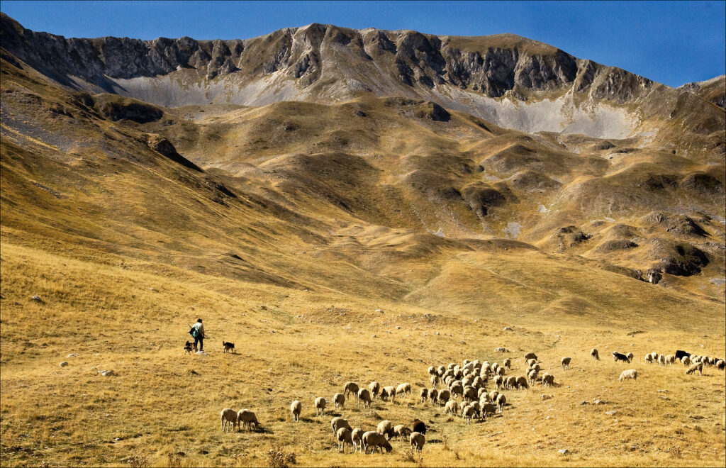 Shepard on mountain Gran Sasso in Italy
