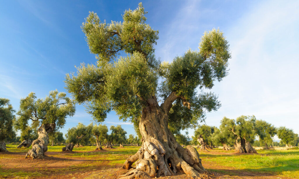 Millennium-old olive tree in Puglia