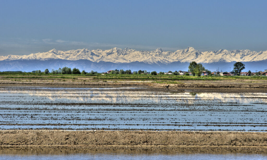 Rice Fields in Vercelli in Piemonte
